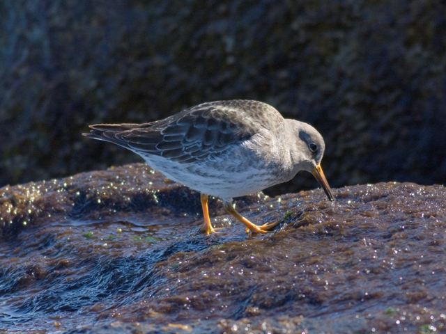 Purple Sandpiper